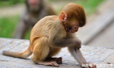 生肖猴几月出生好 什么月份出生的属猴人好