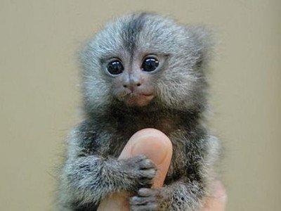 生肖龙怎么增加运气属龙人六月旺财运方法介绍 生肖龙怎么增加运气属龙人六月旺财运方法介绍