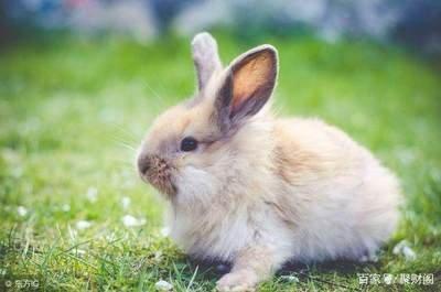 生肖属兔的人11月份桃花运运势