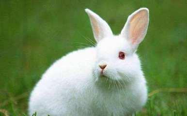 生肖属兔的人和什么属相最配 这些生肖真配属兔人