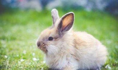 生肖属兔的人和什么属相最配 这些生肖真配属兔人