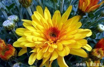 生肖猴的人养什么花 属猴人养哪些花运气好