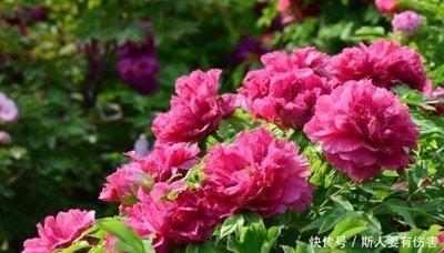 生肖猴的人养什么花 属猴人养哪些花运气好