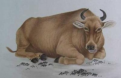 生肖属牛的人11月份桃花运运势