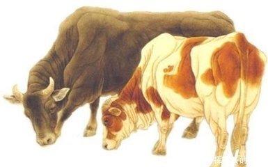 生肖属牛的人在明年做什么事情会比较顺