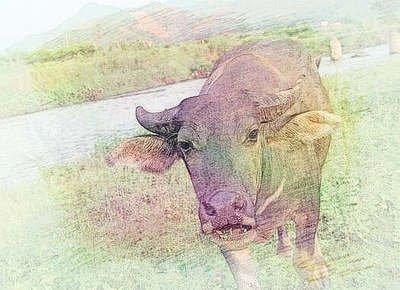 生肖属牛的朋友在2025年的生活重点应该是事业！