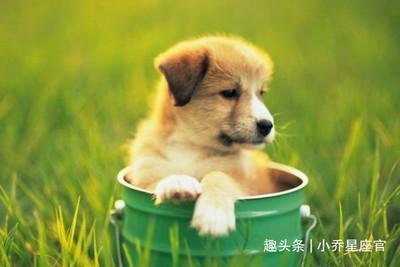 生肖属狗1月份好吗 几月份出生的属狗人最好