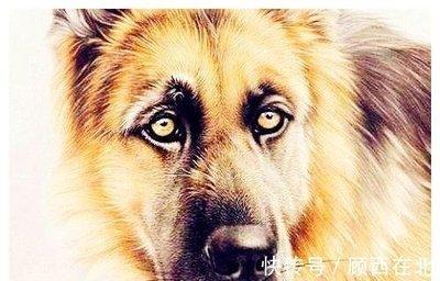 生肖属狗1月份好吗 几月份出生的属狗人最好