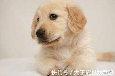 生肖属狗人合作生财 属狗人与什么生肖合作财运好