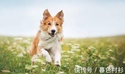 生肖属狗人合作生财 属狗人与什么生肖合作财运好