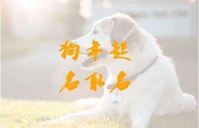 生肖属狗寅时生起名字大全  属狗人起名该怎么做