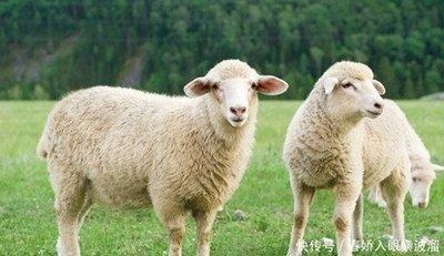生肖羊2025年运势不佳十羊九不全是什么意思