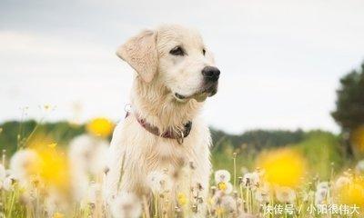 生肖属狗的人进入明年运势会有什么样的变化