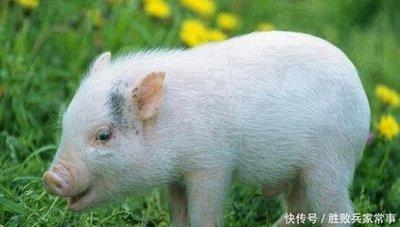 生肖属猪人的性格优点 你知道属猪人有什么优点吗