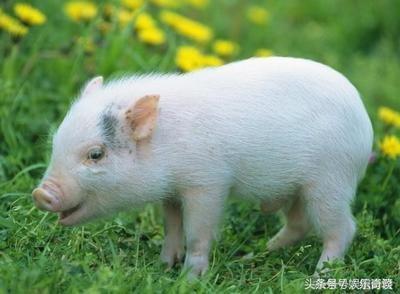 生肖属猪的人性格特点 2025年属猪人要注意什么
