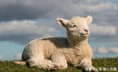 生肖羊最佳事业搭档 谁是属羊人工作上的好伙伴