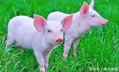 生肖属猪的人明年的财运应该从哪些方面考虑
