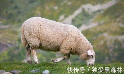 生肖羊最让人讨厌的地方 属羊人哪些方面不招人喜欢
