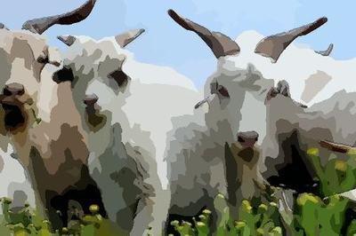 生肖羊生在几月最好 什么月份出生的属羊人幸运