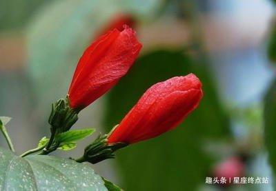 生肖羊男喜欢的女生 属羊男人对怎样的女生有兴趣