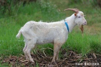生肖羊的人格魅力 教你如何与属羊人相处