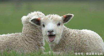 生肖属羊人命运 属羊人一生运势如何