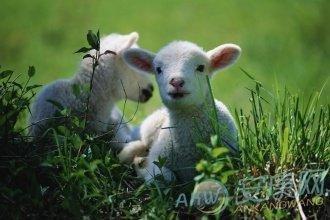 生肖属羊人宜配兔、马、猪大吉属羊生肖配对