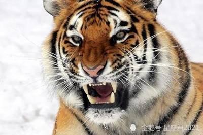 生肖虎与哪个生肖配 属虎人配对哪几个生肖好