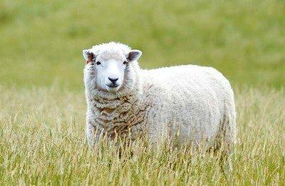 生肖属羊的今年多少岁 属羊人2025 年几岁