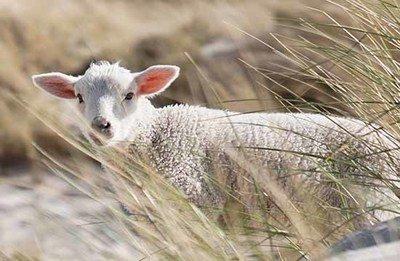 生肖属羊的今年多少岁 属羊人2025 年几岁