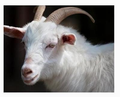 生肖属羊的年份有哪些 马年出生好吗