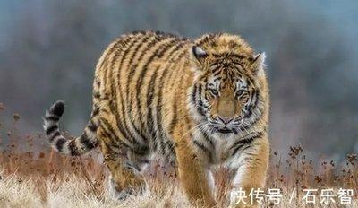 生肖虎十月好不好 几月份出生的属虎人好