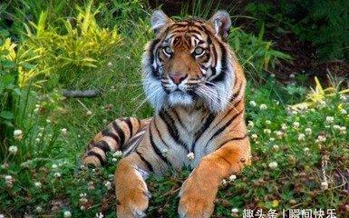 生肖虎和马结合后果  属虎人与什么生肖配对最好