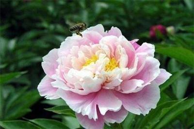 生肖属虎的人客厅风水布局需要注意些什么