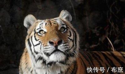 生肖属虎的今年财运 2025年属虎人运势好不好