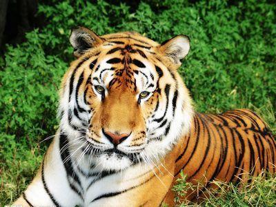 生肖属虎的本命年几时彻底结束,本命年需要注意什么 生肖属虎的本命年几时彻底结束,本命年需要注意什么