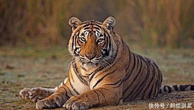 生肖虎明年运势好不好导致属虎人明年运势不佳的原因