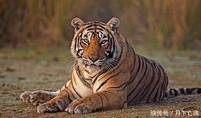 生肖虎明年运势好不好导致属虎人明年运势不佳的原因