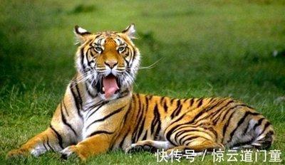生肖虎爱情婚姻如何 属虎人2025年结婚好吗
