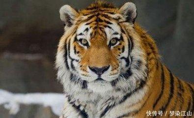 生肖虎的人会想要怎么样子的婚姻呢 喜欢怎样的人