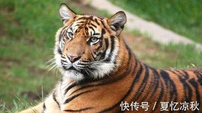 生肖虎的人格魅力 教你如何与属虎人相处