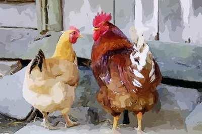 生肖属鸡几月出生好，属鸡的什么时辰出生最好