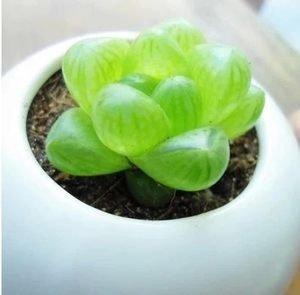 生肖属鸡旺财植物 看看你养对了没有