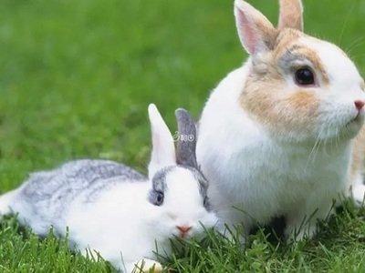 生个兔宝宝好吗 兔宝宝一生运程怎么样