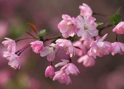 生肖桃花运：寅虎适合在2025年的几月里结婚