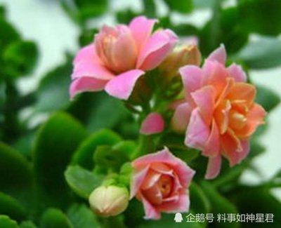 生肖桃花运：未羊适合在2025年的几月里结婚