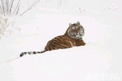 生于农历六月属虎命好吗会不会很坎坷