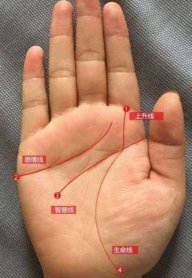 生命线上有分叉代表了什么含义 生命线有分叉好不好
