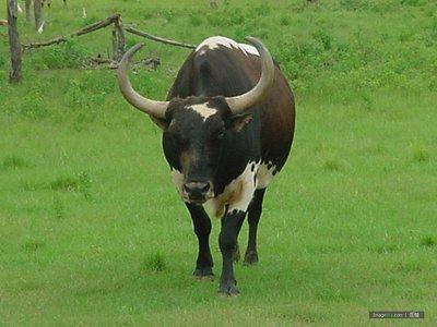 生肖牛一辈子的婚姻 属牛的人婚姻怎样