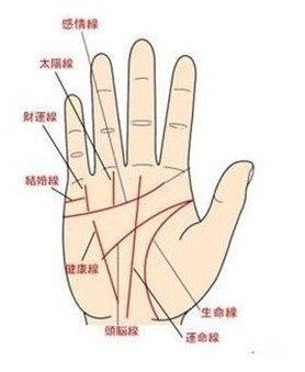 生命线上有分叉代表什么含义 生命线有分叉怎么样